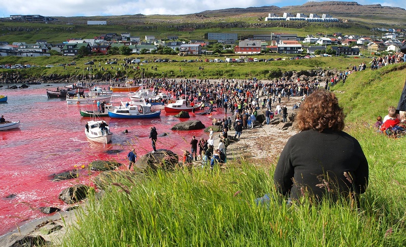 Faroe Islands' traditional slaughter of dolphins reignites debate
