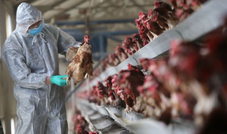 France sees increase in bird flu cases
